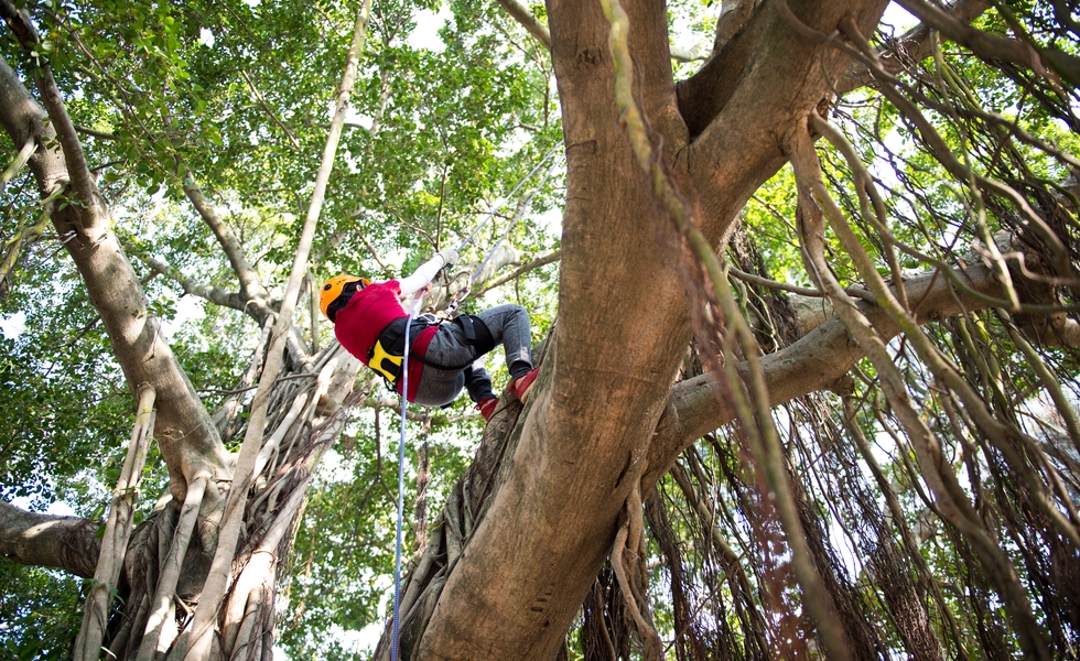 Dangerous tree removal service