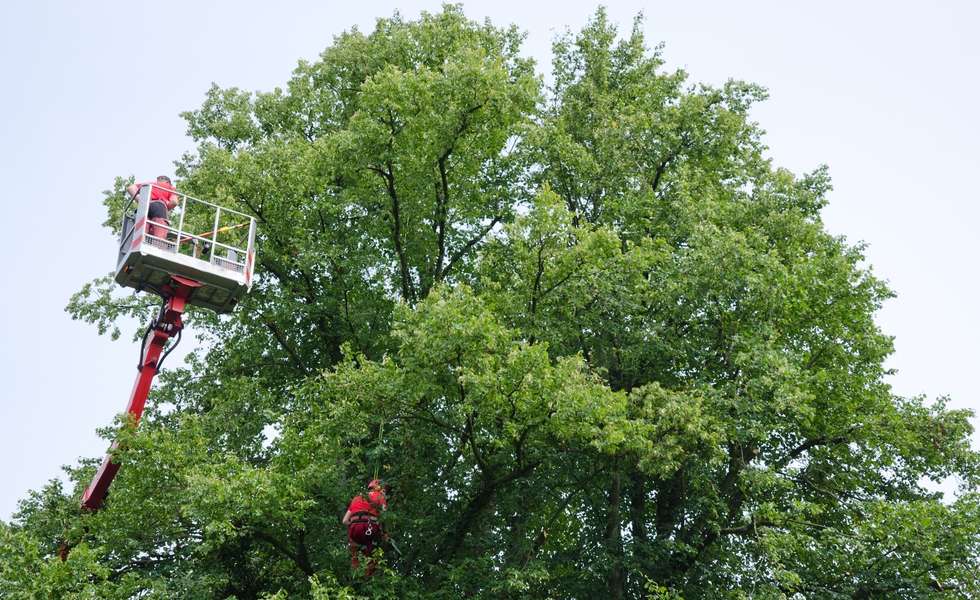 crane tree removal